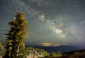 tree, stars, sky, universe