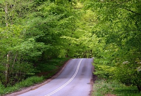 hill, street, road, tree, green