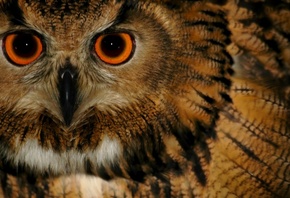 owl, bird, wild, eyes