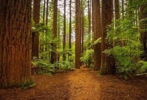 ���, ���������, ����, �����