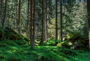 ���, ����, �������, �����, ���������