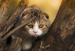 cat, fence, grass, tree