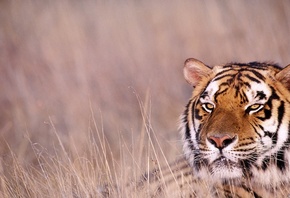 tiger, wild, jungle, wildcat