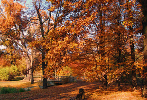 autum, tree, leaves, flower, sun, sunlight