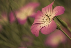 macro, flower, branch, tree, pink