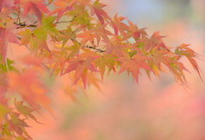 клен, листья, осень, фон, красота