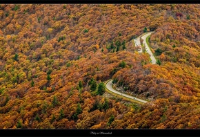 road, forest, tree, mountain