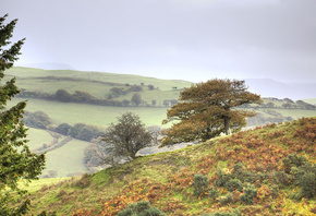 hills, houses, tree, sunlight