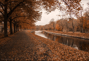 autumn, river, tree, leaves