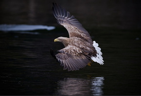 �����, �������, ����� ����, ����, �����