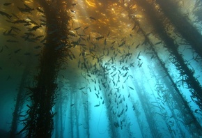 фото, под водой, дайвинг, подводный лес