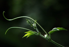 макро, росток, листья, фон, красота макро, росток, листья, фон, красота