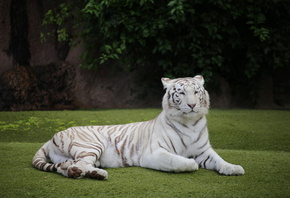 белый тигр, тигр, хищник, мех, усы, лежа, лежит