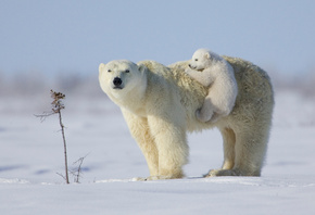 ����, �������, ����� �������, ����, �������, �����, �������, �����