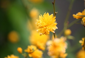 китайская роза, желтый цветок, растение
