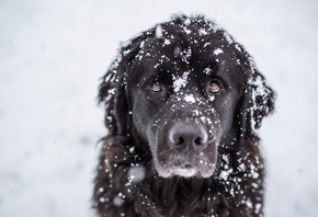 собака, макро фото, тема, позитив, зима, снег, друг, белый фон