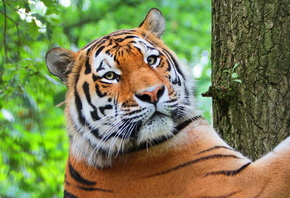 ����, ������, ������, �������