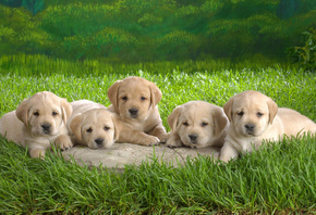 puppies, dogs, grass, animal