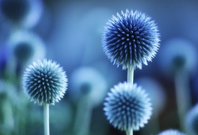 macro, flower, nature, purple