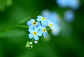 ������, �������, �����, ��������, ���������