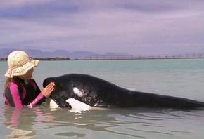 �������, � ��������