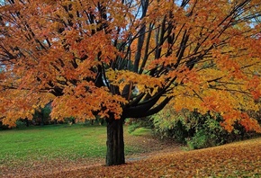 tree, grass, autumn, fields