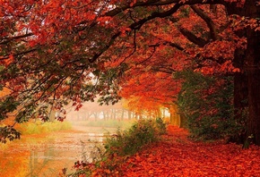 autumn, river, tree, water, leaves
