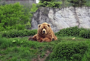 bear, brown, grass, wild