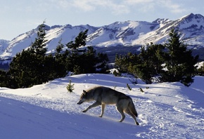 wolf, snow, mountain, tree, wild