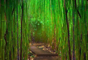 bamboo, jungle, green, tree, way