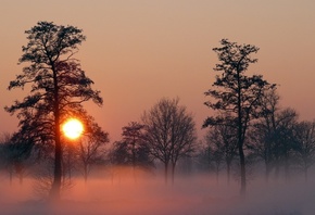 winter, snow, bridge, tree, ice
