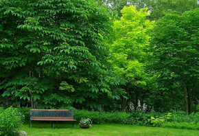 forest, bench, tree, grass, green