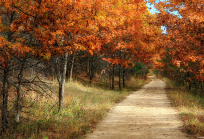 autumn, tree, road, sky, mountain