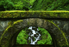 bridge, river, tree, leaves, forest