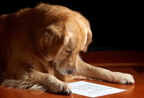 dog, read, paper, cute