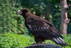 �����, �������, ����� ����, ����