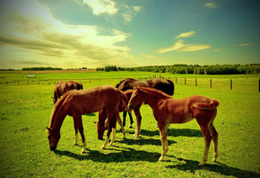 horses, farm, hills, sky, grass, green, fence, sky, tree