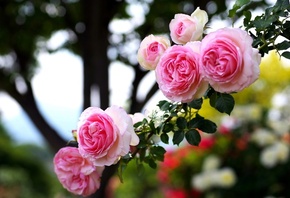 природа, макро фото тема, цветы, розы, красиво