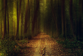 path, darks, tree, night, leaves, solitary