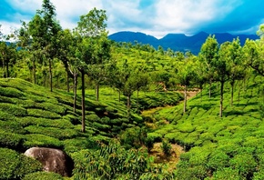 india, field, tea, path, green, tree, rock, mountain