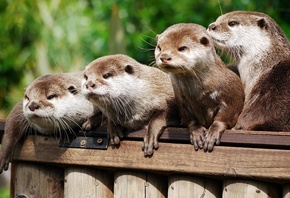 wild, otters, branch, forest, animals, cute