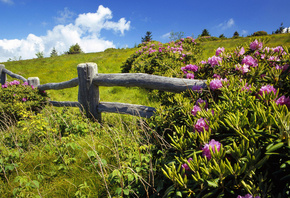 flower, tree, fence, sky, grass, clouds