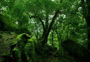 forest, tree, root, green, jungle, branch, leaves