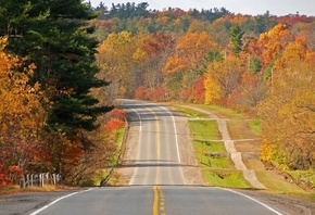 autumn, road, tree, yellow, leaves