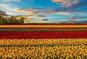 �����, ��������, ����, �����