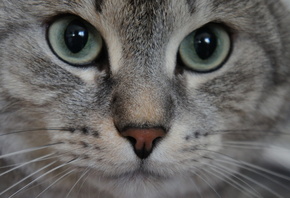 ���, �����, ������, ������, ���, ���