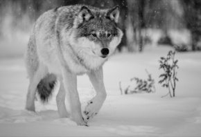 Nature, winter, animals, wolf, , 