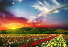 закат, заря, поле, цветы, красиво, небо, краски