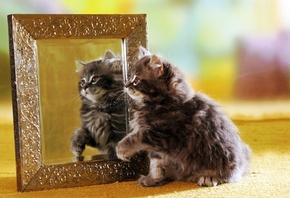 а ты, кто такой, котёнок, у зеркала