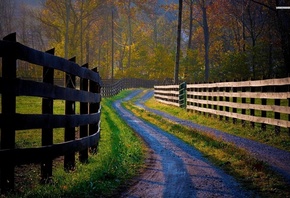 fence, road, tree, path, forest